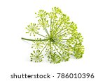 Small photo of Wild fennel flower isolated on white background.