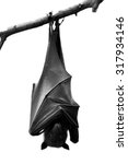 Small photo of Bat, Hanging Lyle's flying fox isolated on white background present in black and white, Pteropus lylei