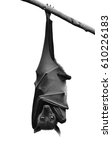 Small photo of Bat, Hanging Lyle's flying fox isolated on white background present on black and white color, Pteropus lylei