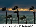 Palms, sea, sunset and windy weather