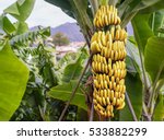 Banana Tree With A Bunch Of...