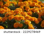 Orange French Marigold Flowers...