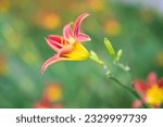 Small photo of The name of this flower is Daylily. The name of this Daylily is Gratia. Scientific name is Hemerocallis.