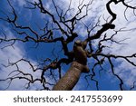 Small photo of A tree with limp branches lies under the blue sky. The name of this tree is Sophora japonica var. pendula.