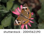 Common Buckeye Butterfly ...