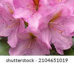 Rhododendron Flower  Pink...