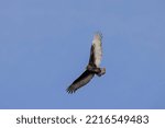 Turkey Vulture Flying  Marion...