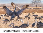 USA, New Mexico, Bernardo Wildlife Management Area. Sandhill cranes dancing in courtship behavior.