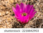Usa  New Mexico. Pink Cactus...