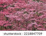 Large pink flowering dogwood...
