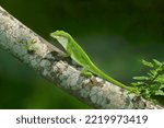 USA, Texas, South Padre Island. Green anole lizard on tree limb.