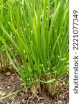 Small photo of Bellevue, Washington State, USA. Garlic Chive plants, also known as Asian Chives, Chinese Chives, Chinese Leeks and Oriental Garlic.