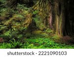 Small photo of Big Leaf Maple tree draped with Club Moss, Hoh Rainforest, Olympic National Park, Washington State