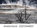 Small photo of Dead calcified trees and colorful yellow and brown of the cyanobacteria living in Canary Springs, Yellowstone National Park, Wyoming