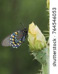 Pipevine Swallowtail  Battus...