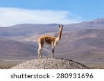 Vicuna On A Promontory In The...