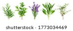 Small photo of Rosemary, mint, lavender, sage and thyme collection. Creative banner with fresh herbs bunch on white background. Top view, flat lay. Floral design. Healthy eating and alternative medicine concept