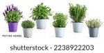 Small photo of Rosemary, oregano, sage, lavender and thyme in pot. Creative layout with fresh potted herbs isolated on white background. Floral collection. Design element. Healthy eating and medicine concept