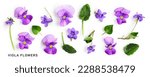 Viola pansy flower set. violet...