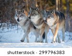 Three Wolves Marching Together