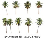 Difference of coconut tree isolated on white.