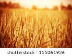 Golden Ripe Wheat Field  Sunny...