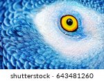Closeup photo of a yellow eye of the parrot with bright blue feathers, beautiful natural background, exotic birds birdwatching, wildlife safari, macro
