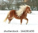 Gorgeous Shetland Pony With...