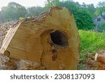 Small photo of Painswick, Gloucestershire, UK, May 25th, 2023, the base of a tree trunk with heart rot, a fungal disease that causes the decay of wood at the center of the trunk and becomes structurally unsound.