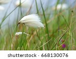 Common Cotton Grass  Eriophorum ...
