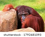 Small photo of Expressive portrait of male orangutan with a pronounced emotion of hidden anger in a bright sunny day on the Borneo island, Malaysia ; malice and malevolence concept