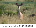Kudu Cow In Kruger National Park