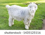 The Angora Goat Is A Breed Of...