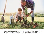 Grandfather and grandson planting a tree                               