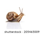 Snail Isolated On White
