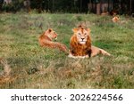 group of african lions ... | Shutterstock . vector #2026224566