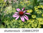 Small photo of Single flower of a echinacea in a flower bed among fennel inflorescences. Nearby dry inflorescence of onions and zinnia.