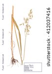 pressed herbarium plant parts... | Shutterstock . vector #412037416