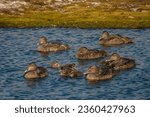 Small photo of Flocks of female eider ducks with their ducklings, Adventfjorden, Longyearbyen, Spitsbergen, Svalbard, Norway
