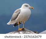 Closeup of a Yellow-legged gull (Larus michahellis) the only large gull to breed in Switzerland, often confused with the Herring Gull