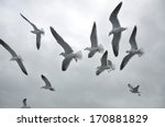 White Birds Flying In Gray Skies