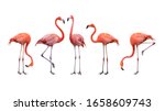 Flamingo bird animal set photo...