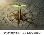  New development and renewal as a business concept of emerging leadership success as an old cut down tree and a strong seedling growing in the center trunk as a concept of support building a future.  