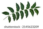 Small photo of Siamese neem tree, Nim, Margosa Azadirachta indica green leave isolated on white background. This has clipping path.