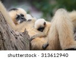 White Gibbon Mother Is Raising...