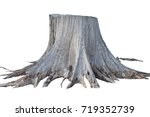 Stump Pine Root Dead Tree...