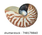 Nortilus Shell  Isolated On...