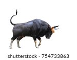The Big bull young strong have muscle and sharp horn is goring stand. isolated on white background. This has clipping path.
