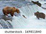 A Grizzly Bear Hunting Salmon...