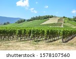 Rows Of Green Vineyards On The...
